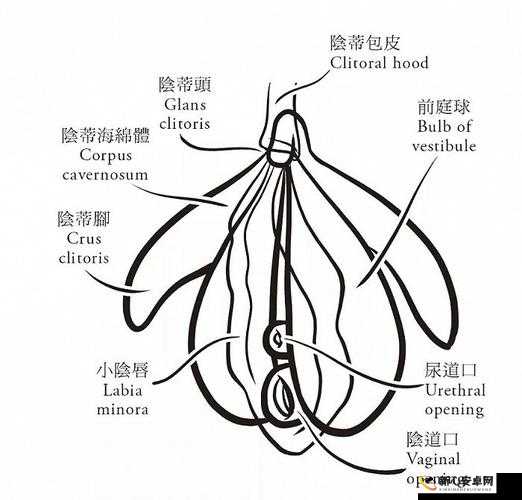 啪啪啪 10000 到底是什么意思以及它的具体作用和影响